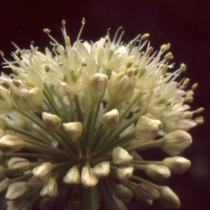 Photographie n°2132079 du taxon Allium victorialis L. [1753]