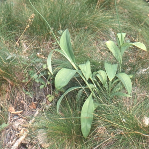 Photographie n°2132080 du taxon Allium victorialis L. [1753]