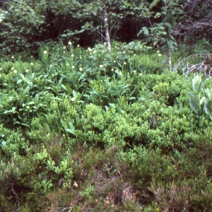 Photographie n°2132082 du taxon Allium victorialis L. [1753]