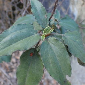 Photographie n°2132104 du taxon Cistus laurifolius L. [1753]