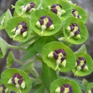 Photographie n°2132130 du taxon Euphorbia characias L. [1753]