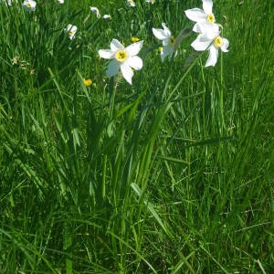 Photographie n°2132168 du taxon Narcissus poeticus L. [1753]