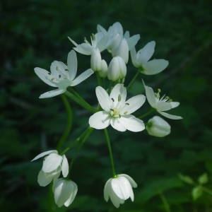 Photographie n°2132176 du taxon Allium neapolitanum Cirillo [1788]