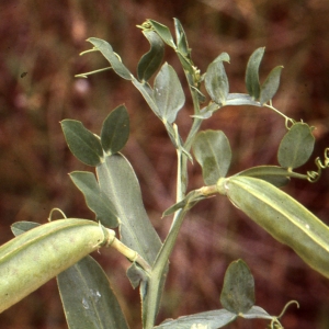 Photographie n°2132181 du taxon Lathyrus ochrus (L.) DC. [1805]