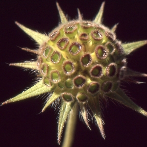 Photographie n°2132204 du taxon Knautia integrifolia (L.) Bertol. [1836]