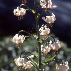 Photographie n°2132206 du taxon Lilium martagon L.