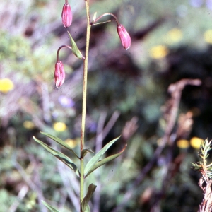 Photographie n°2132210 du taxon Lilium martagon L.