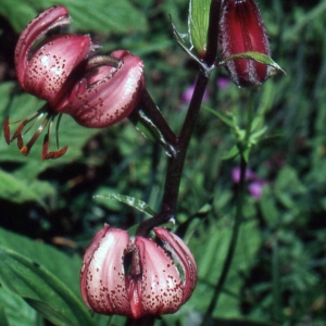 Photographie n°2132212 du taxon Lilium martagon L.