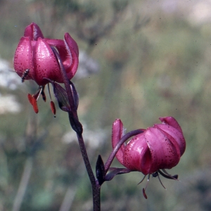 Photographie n°2132213 du taxon Lilium martagon L.