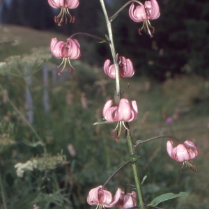 Photographie n°2132214 du taxon Lilium martagon L.