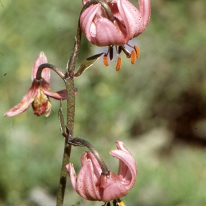 Photographie n°2132215 du taxon Lilium martagon L.