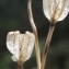  Liliane Roubaudi - Lilium martagon L. [1753]