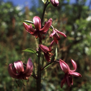 Photographie n°2132217 du taxon Lilium martagon L.