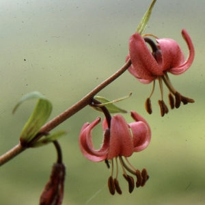 Photographie n°2132219 du taxon Lilium martagon L.