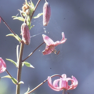 Photographie n°2132220 du taxon Lilium martagon L.