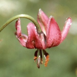 Photographie n°2132221 du taxon Lilium martagon L.