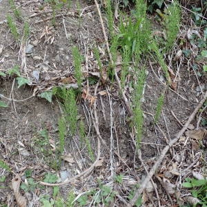 Photographie n°2132222 du taxon Equisetum arvense L. [1753]