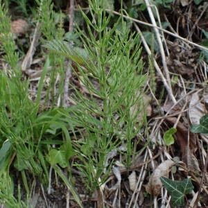 Photographie n°2132223 du taxon Equisetum arvense L. [1753]