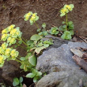 Photographie n°2132236 du taxon Chrysosplenium oppositifolium L. [1753]