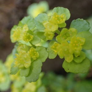 Photographie n°2132237 du taxon Chrysosplenium oppositifolium L. [1753]