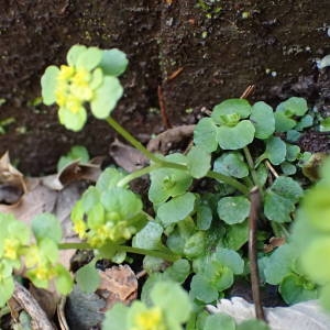 Photographie n°2132239 du taxon Chrysosplenium oppositifolium L. [1753]