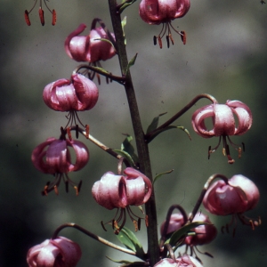 Photographie n°2132264 du taxon Lilium martagon L.