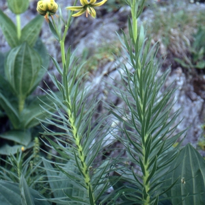 Photographie n°2132265 du taxon Lilium pyrenaicum Gouan [1773]