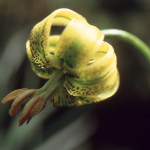 Photographie n°2132267 du taxon Lilium pyrenaicum Gouan