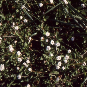 Photographie n°2132269 du taxon Lippia canescens sensu P.Fourn. [1937]