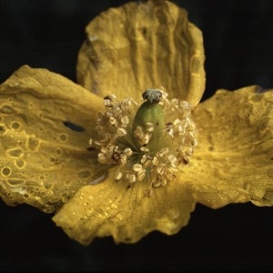 Photographie n°2132277 du taxon Meconopsis cambrica (L.) Vig.