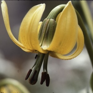 Photographie n°2132279 du taxon Lilium pyrenaicum Gouan