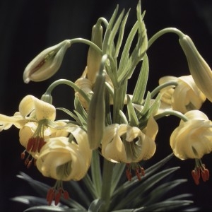 Photographie n°2132280 du taxon Lilium pyrenaicum Gouan [1773]