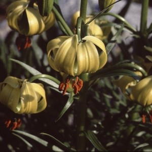 Photographie n°2132281 du taxon Lilium pyrenaicum Gouan