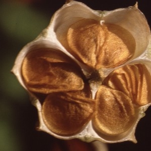 Photographie n°2132282 du taxon Lilium martagon L. [1753]