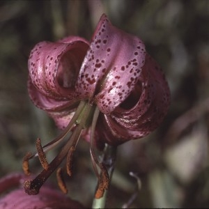 Photographie n°2132286 du taxon Lilium martagon L. [1753]