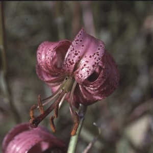 Photographie n°2132287 du taxon Lilium martagon L. [1753]