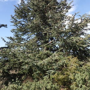 Photographie n°2132321 du taxon Cedrus atlantica (Manetti ex Endl.) Carrière [1855]