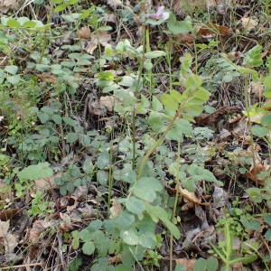 Photographie n°2132326 du taxon Vicia sepium L. [1753]