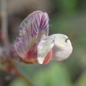 Photographie n°2132330 du taxon Vicia sepium L. [1753]