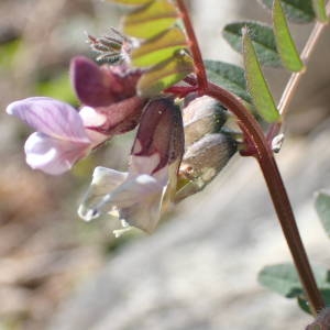 Photographie n°2132331 du taxon Vicia sepium L. [1753]