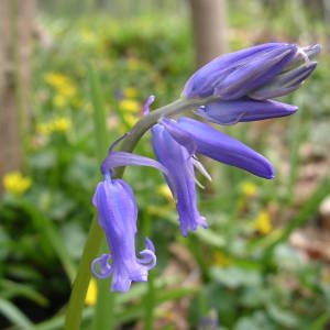 Photographie n°2132408 du taxon Hyacinthoides non-scripta (L.) Chouard ex Rothm. [1944]