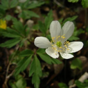 Photographie n°2132417 du taxon Anemone nemorosa L. [1753]