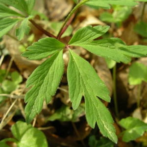 Photographie n°2132418 du taxon Anemone nemorosa L. [1753]