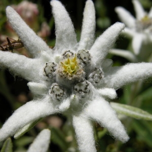 Photographie n°2132430 du taxon Leontopodium nivale (Ten.) Huet ex Hand.-Mazz.