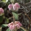  Liliane Roubaudi - Phlomis purpurea L. [1753]