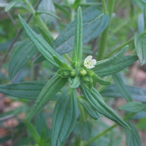 Photographie n°2132497 du taxon Lithospermum officinale L. [1753]