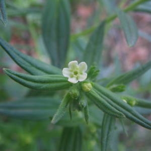 Photographie n°2132499 du taxon Lithospermum officinale L. [1753]