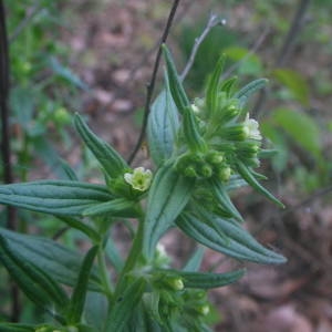 Photographie n°2132500 du taxon Lithospermum officinale L. [1753]