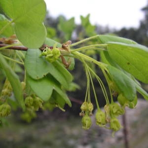 Photographie n°2132507 du taxon Acer monspessulanum L. [1753]