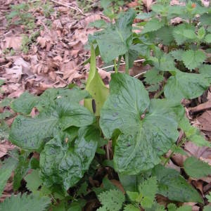 Photographie n°2132509 du taxon Arum maculatum L. [1753]